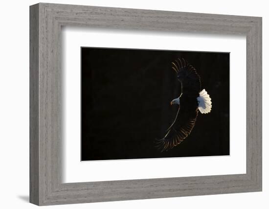 Bald eagle (Haliaeetus leucocephalus) in flight, Alaska, USA, February-Danny Green-Framed Photographic Print