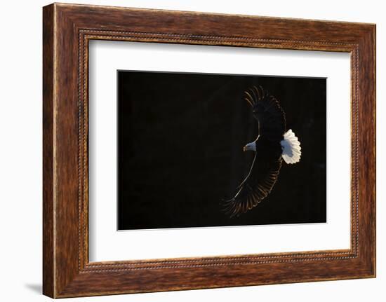 Bald eagle (Haliaeetus leucocephalus) in flight, Alaska, USA, February-Danny Green-Framed Photographic Print