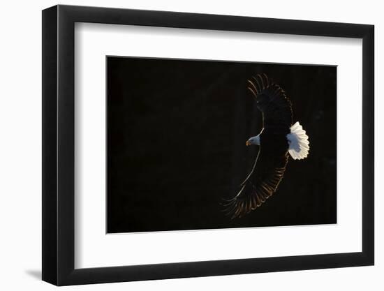 Bald eagle (Haliaeetus leucocephalus) in flight, Alaska, USA, February-Danny Green-Framed Photographic Print