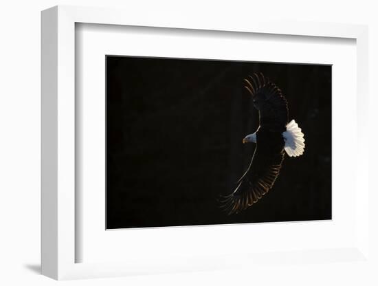 Bald eagle (Haliaeetus leucocephalus) in flight, Alaska, USA, February-Danny Green-Framed Photographic Print