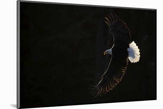 Bald eagle (Haliaeetus leucocephalus) in flight, Alaska, USA, February-Danny Green-Mounted Photographic Print
