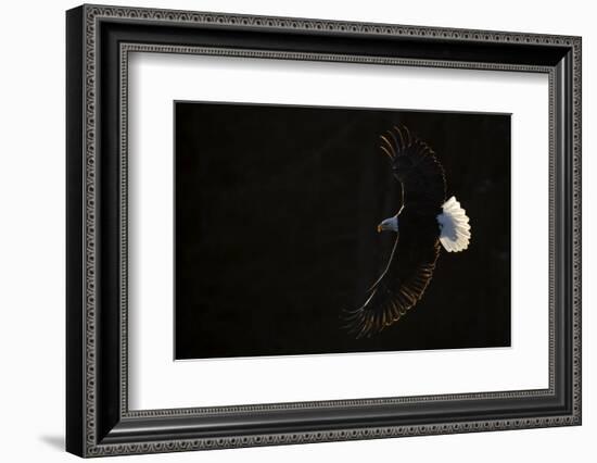Bald eagle (Haliaeetus leucocephalus) in flight, Alaska, USA, February-Danny Green-Framed Photographic Print