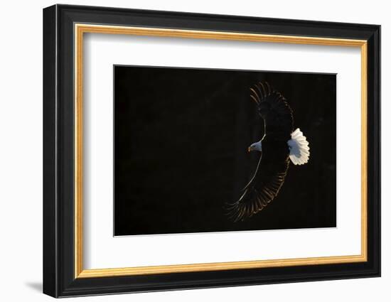 Bald eagle (Haliaeetus leucocephalus) in flight, Alaska, USA, February-Danny Green-Framed Photographic Print