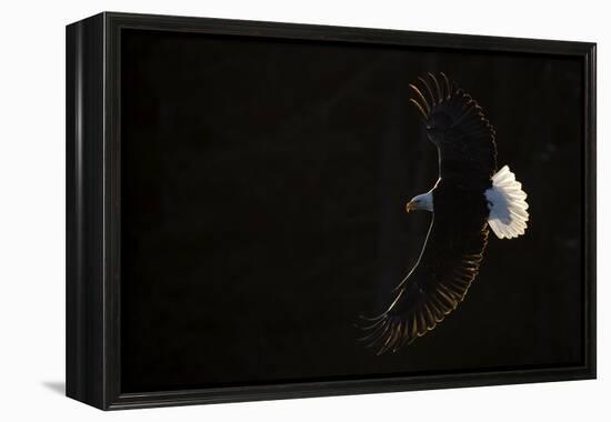 Bald eagle (Haliaeetus leucocephalus) in flight, Alaska, USA, February-Danny Green-Framed Premier Image Canvas