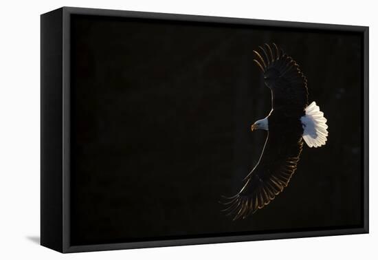 Bald eagle (Haliaeetus leucocephalus) in flight, Alaska, USA, February-Danny Green-Framed Premier Image Canvas