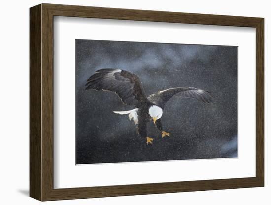 Bald eagle (Haliaeetus leucocephalus) in flight in snow, Alaska, USA, February-Danny Green-Framed Photographic Print