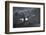 Bald eagle (Haliaeetus leucocephalus) in flight in snow, Alaska, USA, February-Danny Green-Framed Photographic Print