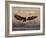 Bald Eagle (Haliaeetus Leucocephalus) in Flight on Final Approach, Farmington Bay, Utah, USA-James Hager-Framed Photographic Print