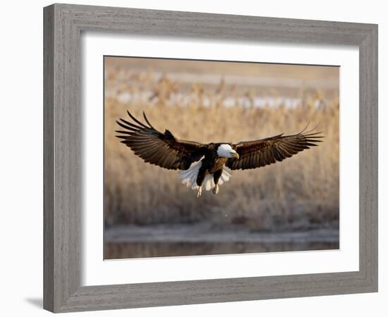 Bald Eagle (Haliaeetus Leucocephalus) in Flight on Final Approach, Farmington Bay, Utah, USA-James Hager-Framed Photographic Print