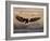 Bald Eagle (Haliaeetus Leucocephalus) in Flight on Final Approach, Farmington Bay, Utah, USA-James Hager-Framed Photographic Print