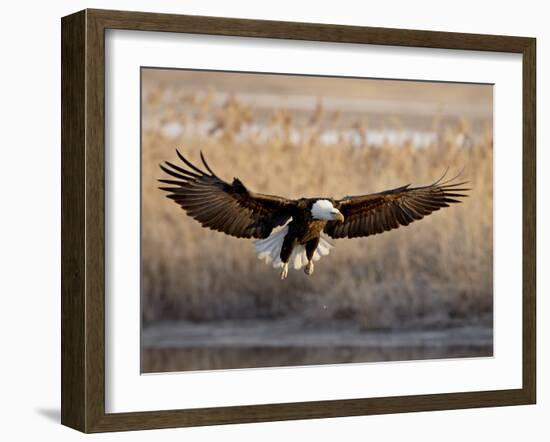 Bald Eagle (Haliaeetus Leucocephalus) in Flight on Final Approach, Farmington Bay, Utah, USA-James Hager-Framed Photographic Print