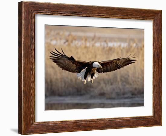 Bald Eagle (Haliaeetus Leucocephalus) in Flight on Final Approach, Farmington Bay, Utah, USA-James Hager-Framed Photographic Print