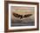 Bald Eagle (Haliaeetus Leucocephalus) in Flight on Final Approach, Farmington Bay, Utah, USA-James Hager-Framed Photographic Print