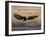 Bald Eagle (Haliaeetus Leucocephalus) in Flight on Final Approach, Farmington Bay, Utah, USA-James Hager-Framed Photographic Print