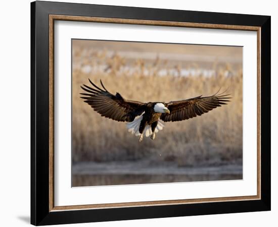 Bald Eagle (Haliaeetus Leucocephalus) in Flight on Final Approach, Farmington Bay, Utah, USA-James Hager-Framed Photographic Print