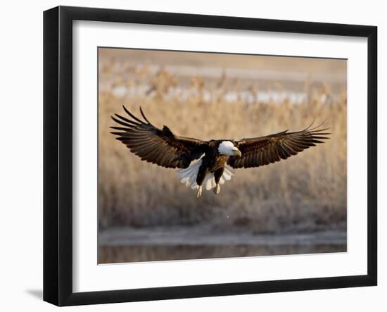 Bald Eagle (Haliaeetus Leucocephalus) in Flight on Final Approach, Farmington Bay, Utah, USA-James Hager-Framed Photographic Print