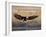 Bald Eagle (Haliaeetus Leucocephalus) in Flight on Final Approach, Farmington Bay, Utah, USA-James Hager-Framed Photographic Print