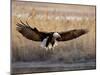 Bald Eagle (Haliaeetus Leucocephalus) in Flight on Final Approach, Farmington Bay, Utah, USA-James Hager-Mounted Photographic Print