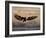 Bald Eagle (Haliaeetus Leucocephalus) in Flight on Final Approach, Farmington Bay, Utah, USA-James Hager-Framed Photographic Print