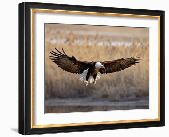 Bald Eagle (Haliaeetus Leucocephalus) in Flight on Final Approach, Farmington Bay, Utah, USA-James Hager-Framed Photographic Print