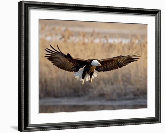 Bald Eagle (Haliaeetus Leucocephalus) in Flight on Final Approach, Farmington Bay, Utah, USA-James Hager-Framed Photographic Print