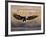 Bald Eagle (Haliaeetus Leucocephalus) in Flight on Final Approach, Farmington Bay, Utah, USA-James Hager-Framed Photographic Print