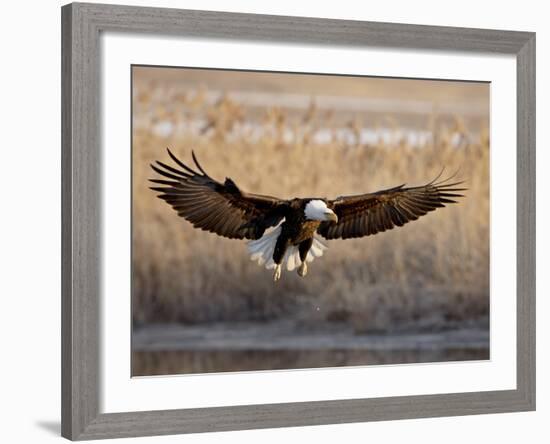 Bald Eagle (Haliaeetus Leucocephalus) in Flight on Final Approach, Farmington Bay, Utah, USA-James Hager-Framed Photographic Print