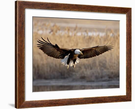 Bald Eagle (Haliaeetus Leucocephalus) in Flight on Final Approach, Farmington Bay, Utah, USA-James Hager-Framed Photographic Print