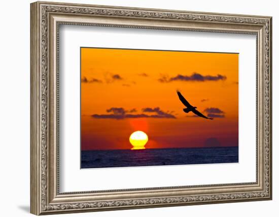 Bald Eagle (Haliaeetus Leucocephalus) In Flight, Silhouetted At Sunset, Haines, Alaska, March-Juan Carlos Munoz-Framed Photographic Print