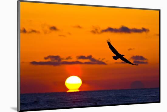 Bald Eagle (Haliaeetus Leucocephalus) In Flight, Silhouetted At Sunset, Haines, Alaska, March-Juan Carlos Munoz-Mounted Photographic Print