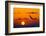 Bald Eagle (Haliaeetus Leucocephalus) In Flight, Silhouetted At Sunset, Haines, Alaska, March-Juan Carlos Munoz-Framed Photographic Print