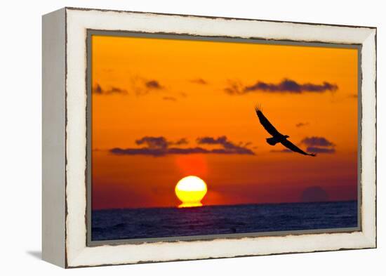 Bald Eagle (Haliaeetus Leucocephalus) In Flight, Silhouetted At Sunset, Haines, Alaska, March-Juan Carlos Munoz-Framed Premier Image Canvas