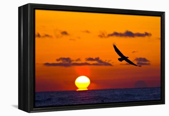 Bald Eagle (Haliaeetus Leucocephalus) In Flight, Silhouetted At Sunset, Haines, Alaska, March-Juan Carlos Munoz-Framed Premier Image Canvas