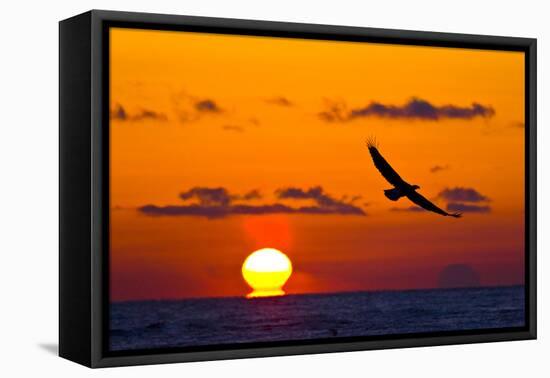 Bald Eagle (Haliaeetus Leucocephalus) In Flight, Silhouetted At Sunset, Haines, Alaska, March-Juan Carlos Munoz-Framed Premier Image Canvas