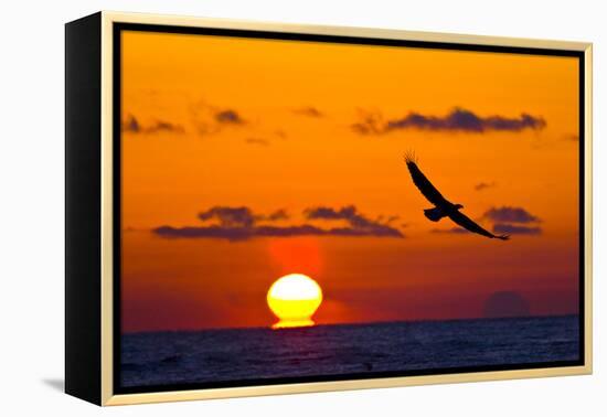 Bald Eagle (Haliaeetus Leucocephalus) In Flight, Silhouetted At Sunset, Haines, Alaska, March-Juan Carlos Munoz-Framed Premier Image Canvas