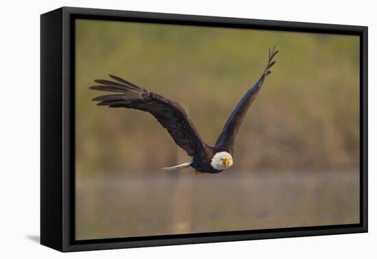 Bald Eagle (Haliaeetus Leucocephalus) in Flight, Washington, USA-Gary Luhm-Framed Premier Image Canvas