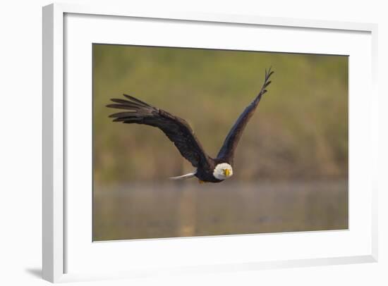 Bald Eagle (Haliaeetus Leucocephalus) in Flight, Washington, USA-Gary Luhm-Framed Photographic Print