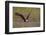 Bald Eagle (Haliaeetus Leucocephalus) in Flight, Washington, USA-Gary Luhm-Framed Photographic Print