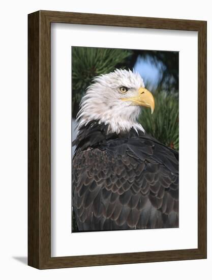 Bald Eagle (Haliaeetus Leucocephalus) in pine tree, Colorado-Richard & Susan Day-Framed Photographic Print