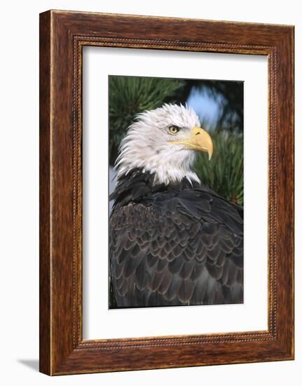 Bald Eagle (Haliaeetus Leucocephalus) in pine tree, Colorado-Richard & Susan Day-Framed Photographic Print