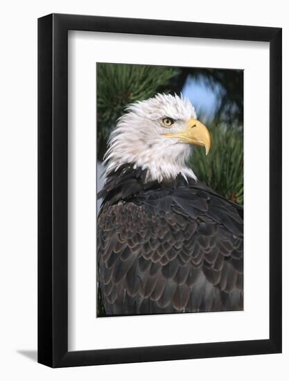 Bald Eagle (Haliaeetus Leucocephalus) in pine tree, Colorado-Richard & Susan Day-Framed Photographic Print