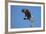 Bald Eagle, Haliaeetus Leucocephalus, Landing on Stag, Sw Florida-Maresa Pryor-Framed Photographic Print