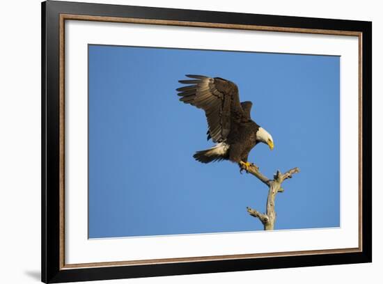 Bald Eagle, Haliaeetus Leucocephalus, Landing on Stag, Sw Florida-Maresa Pryor-Framed Photographic Print