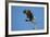 Bald Eagle, Haliaeetus Leucocephalus, Landing on Stag, Sw Florida-Maresa Pryor-Framed Photographic Print