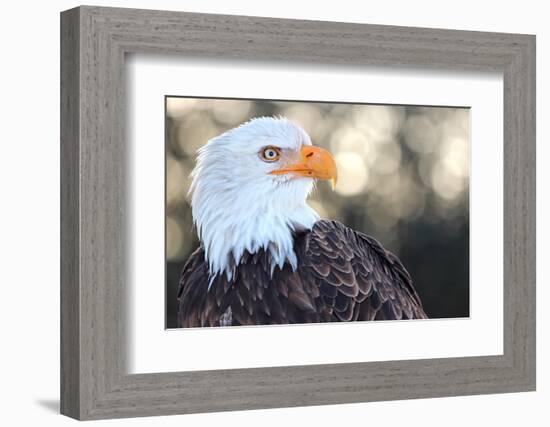 Bald Eagle, Haliaeetus Leucocephalus, Portrait-Jule Leibnitz-Framed Photographic Print