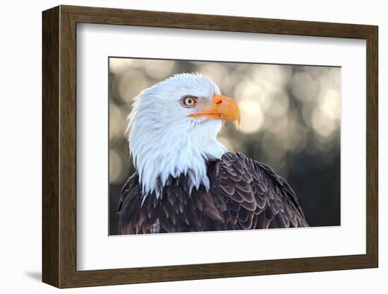 Bald Eagle, Haliaeetus Leucocephalus, Portrait-Jule Leibnitz-Framed Photographic Print