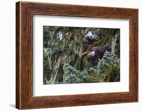 Bald eagle (Haliaeetus leucocephalus), Prince William Sound, Alaska, United States of America, Nort-Ashley Morgan-Framed Photographic Print