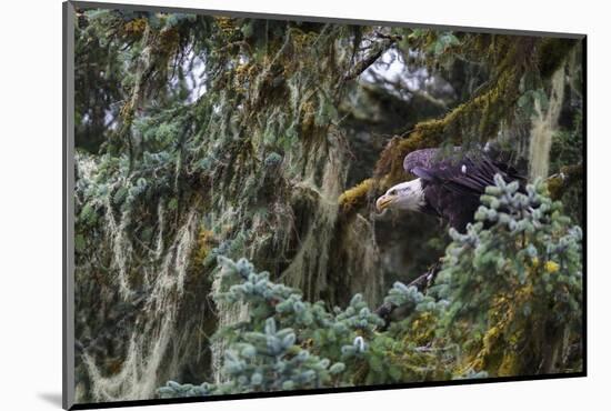 Bald eagle (Haliaeetus leucocephalus), Prince William Sound, Alaska, United States of America, Nort-Ashley Morgan-Mounted Photographic Print