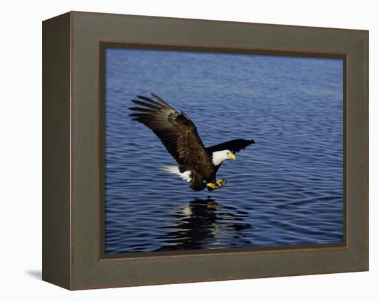 Bald Eagle (Haliaetus Leucocephalus) in February, Alaska, USA-David Tipling-Framed Premier Image Canvas