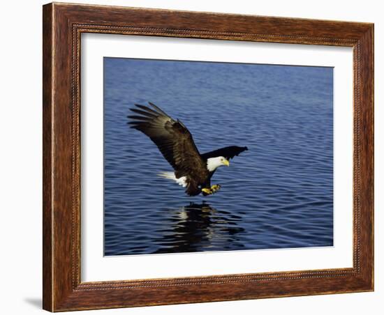 Bald Eagle (Haliaetus Leucocephalus) in February, Alaska, USA-David Tipling-Framed Photographic Print